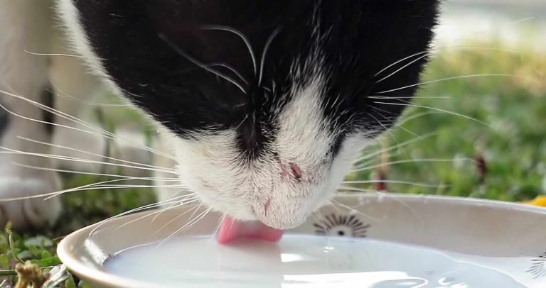 Can baby kittens drink almond milk Clearance