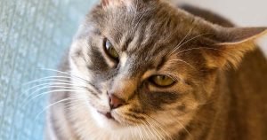 Best cat foods for gassy cats