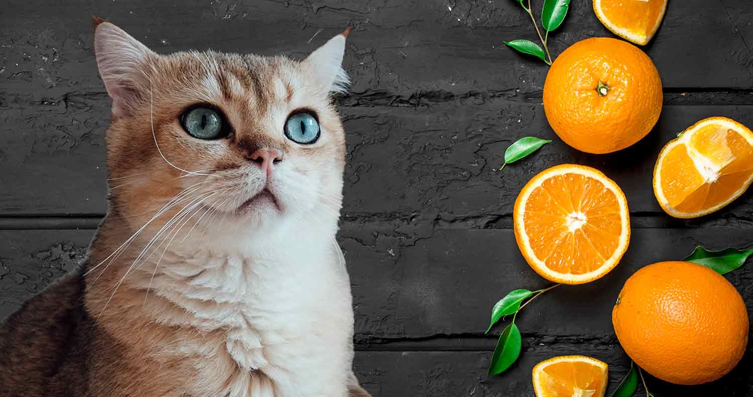 can cats eat oranges