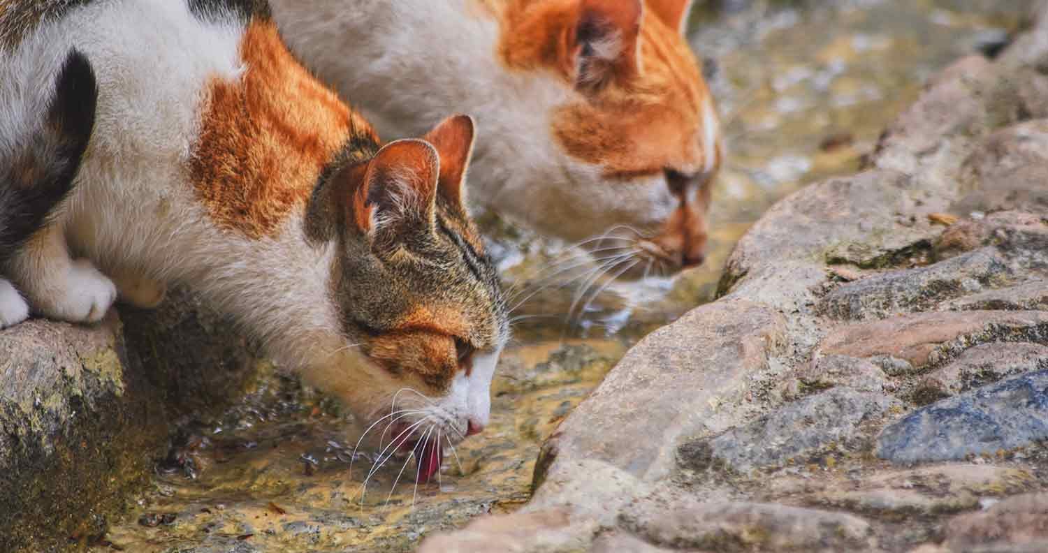 How Much Water Should A Cat Drink? (Is Your Cat Drinking a Lot of Water