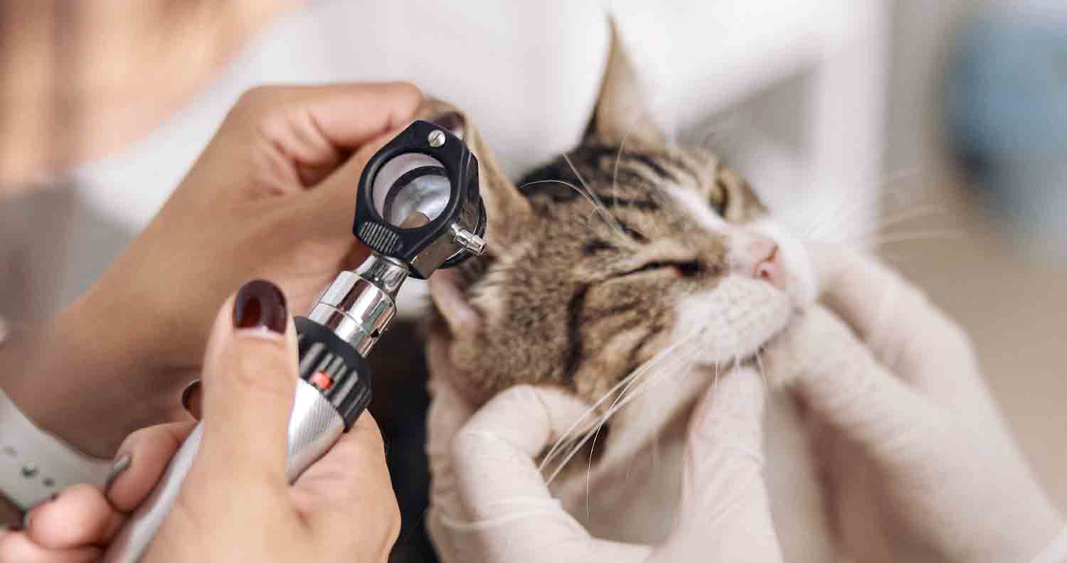 Cat Ear Mite Treatment