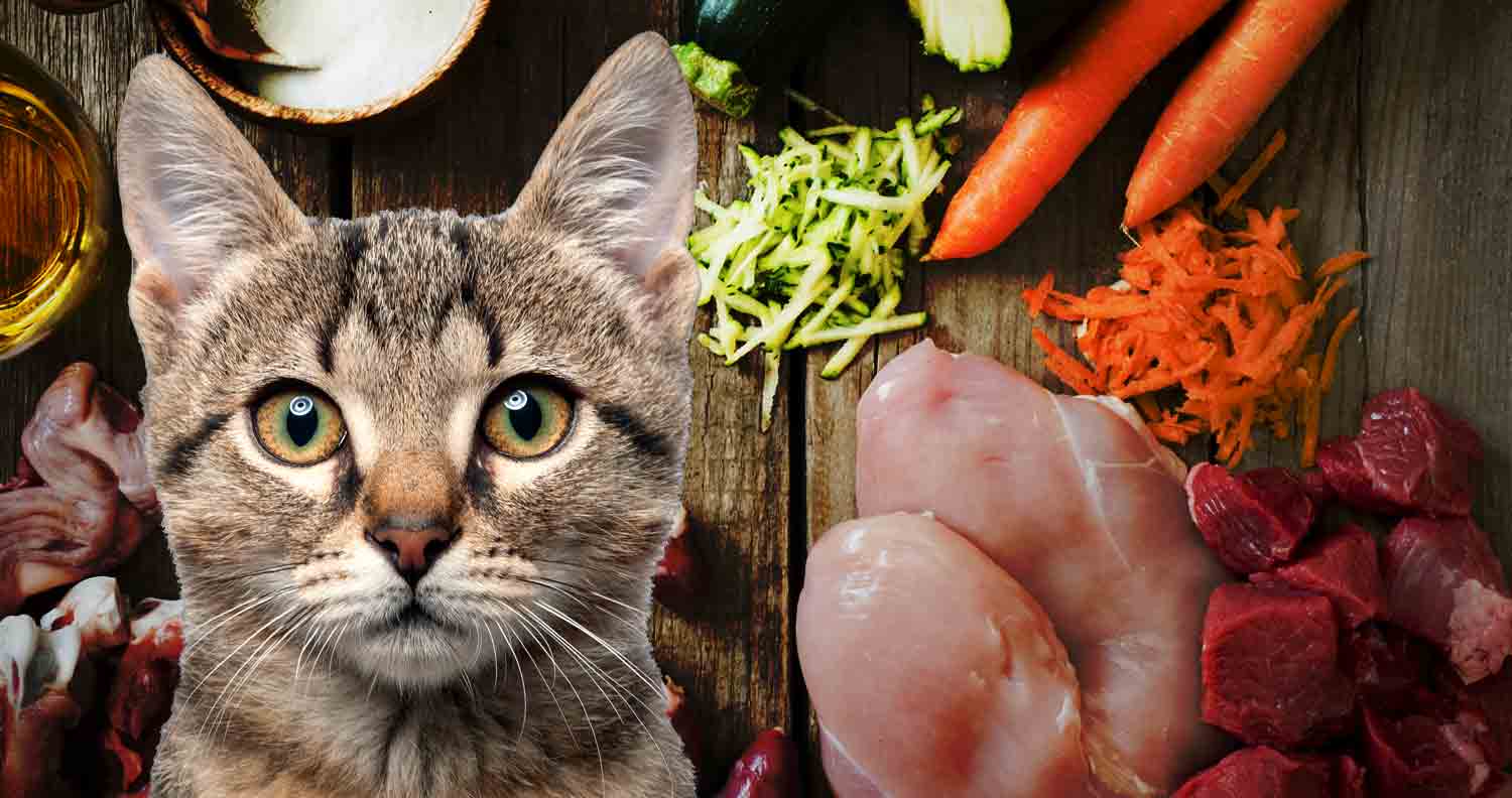 Cat food ingredients