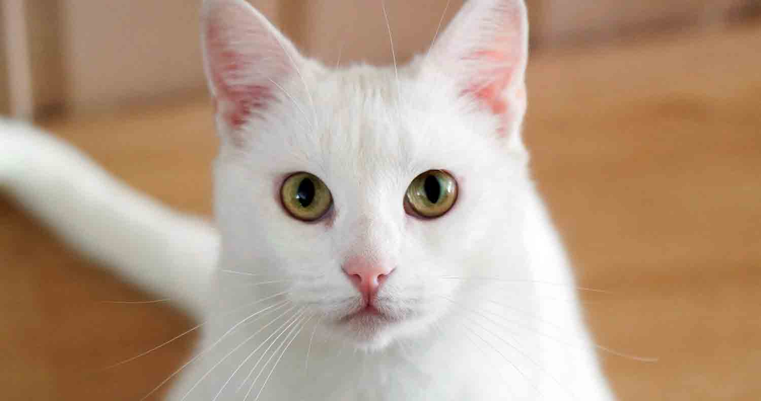 Cat names for white kittens
