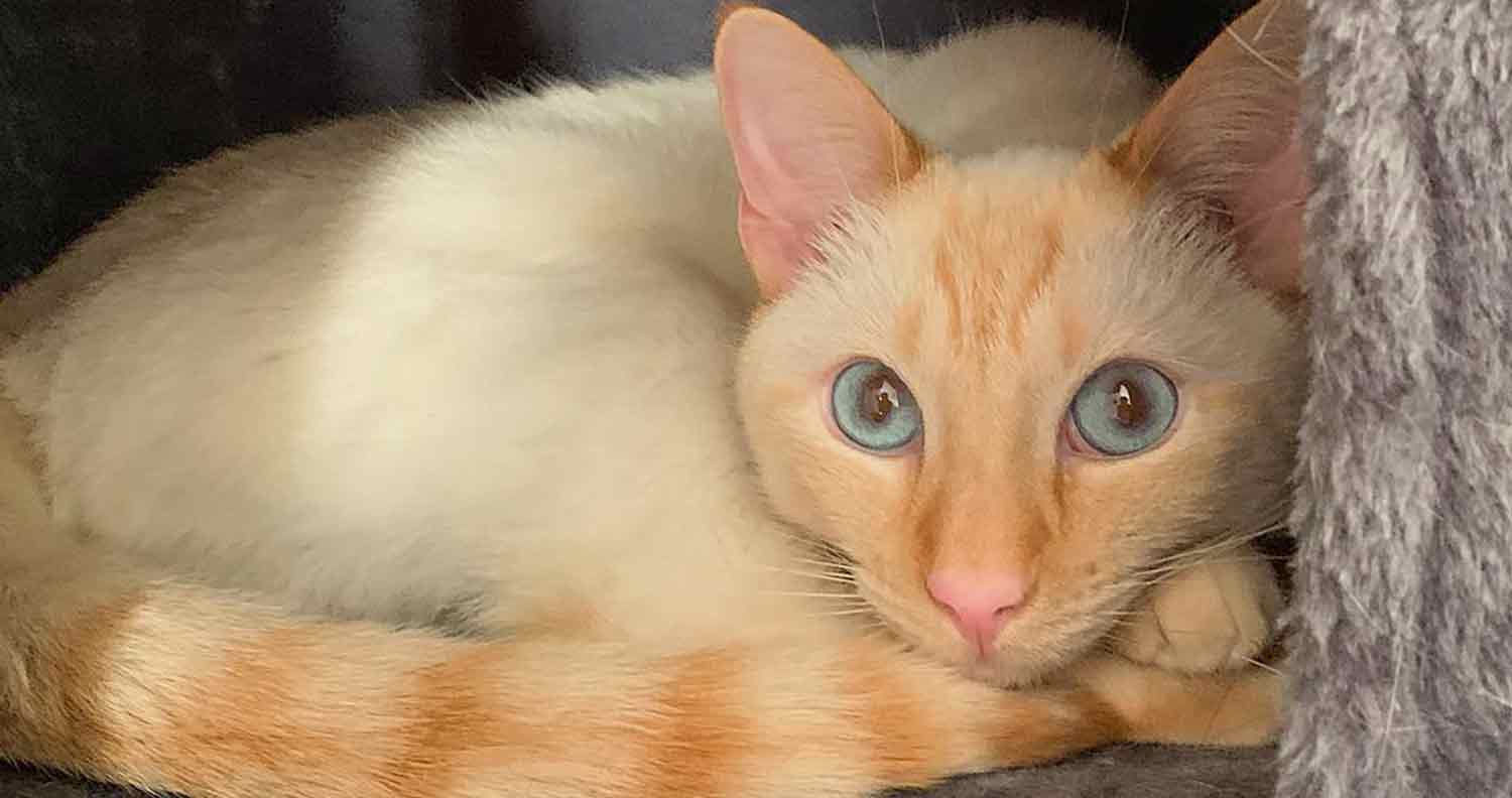 white and orange siamese cat