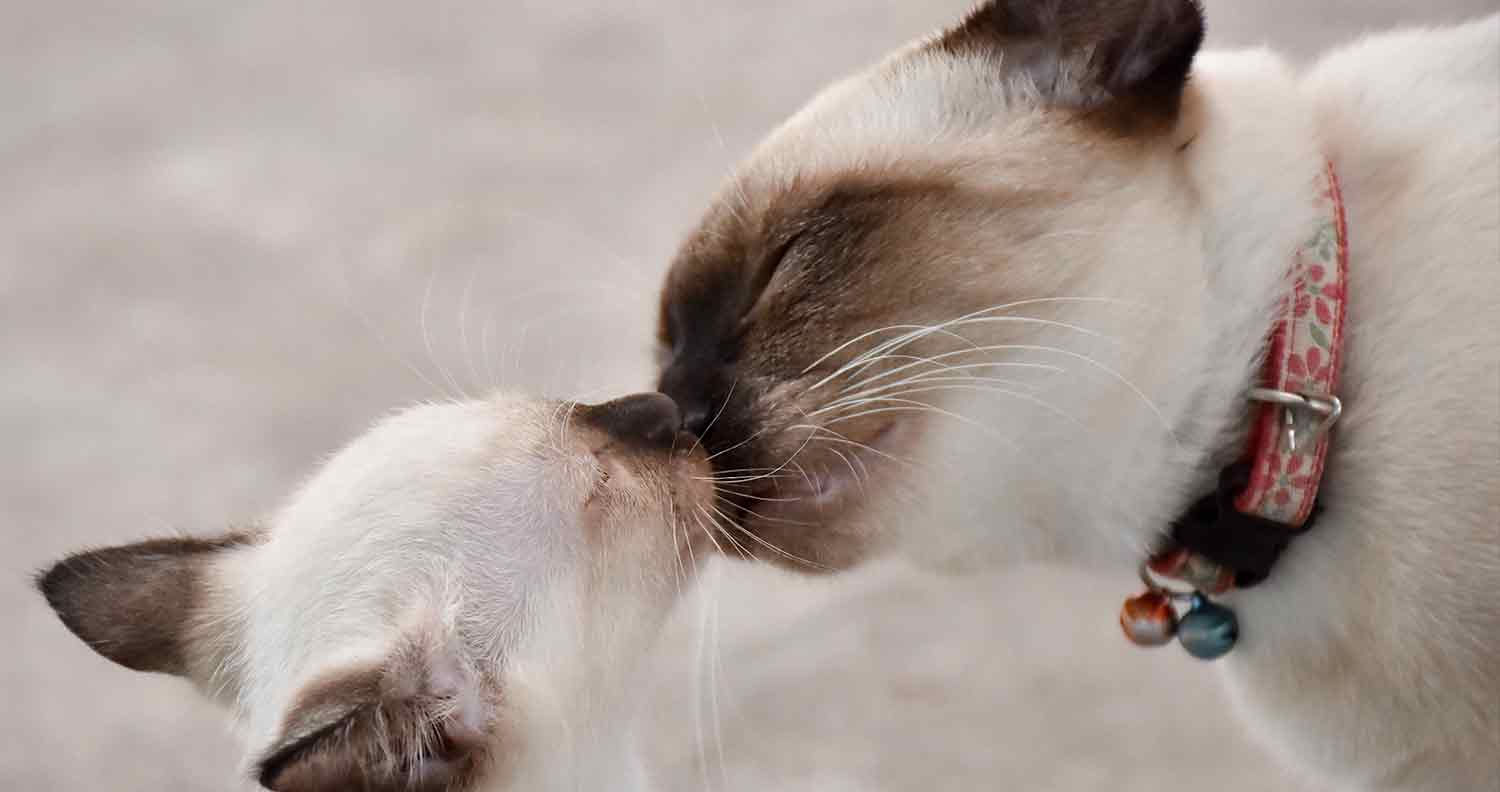 How long do Siamese cats live