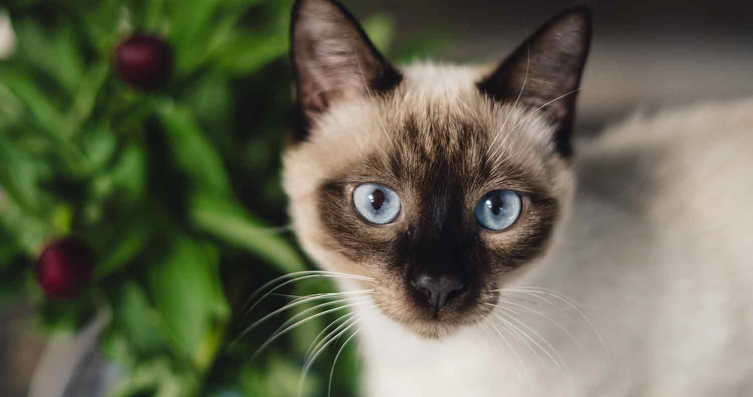 How long do Siamese cats live for