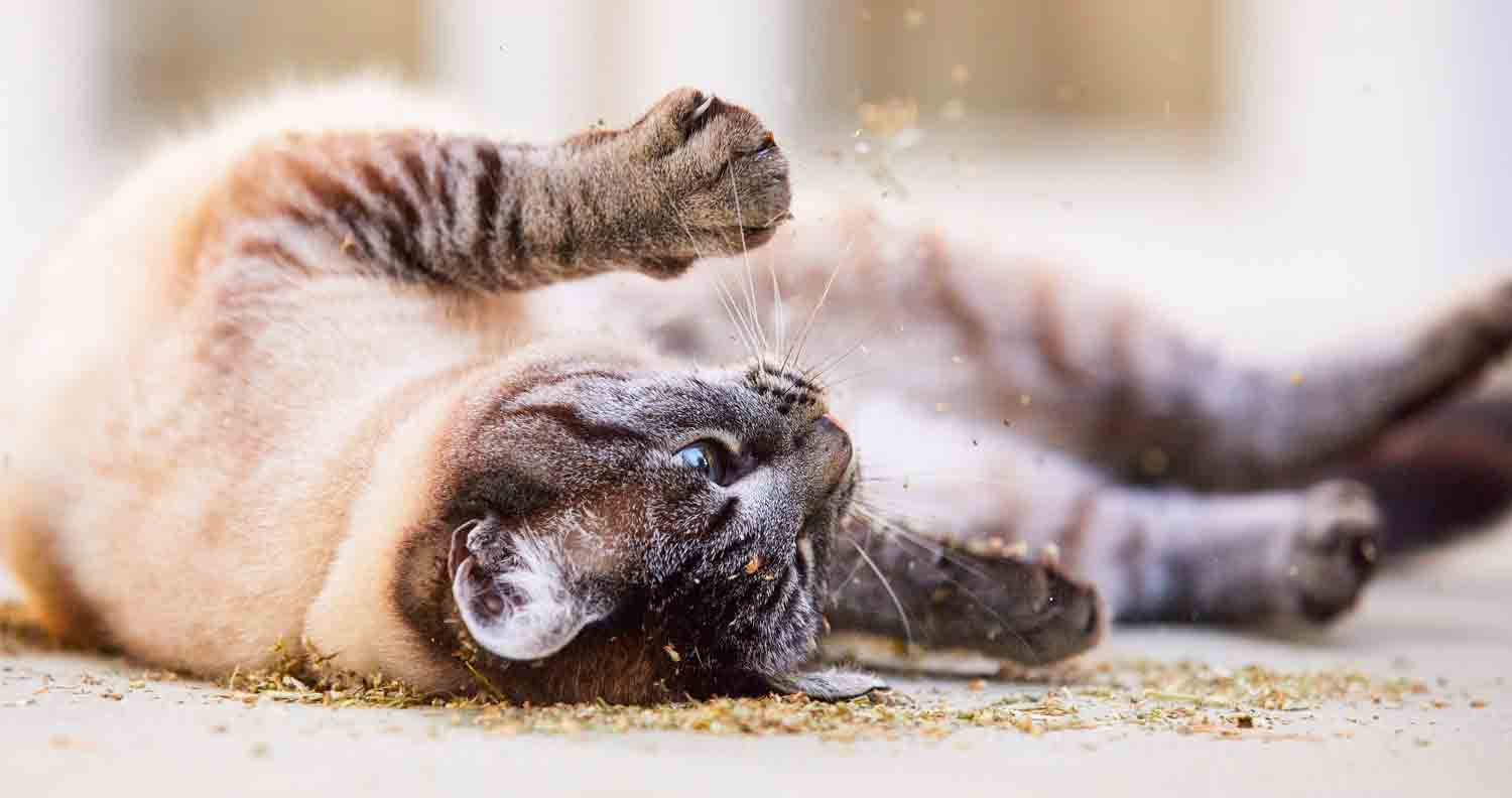 Is catnip bad for cats