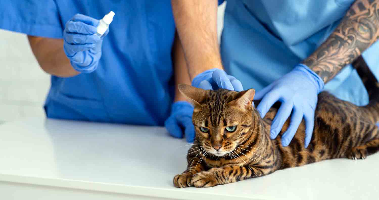 What Causes Ear Mites in Cats?