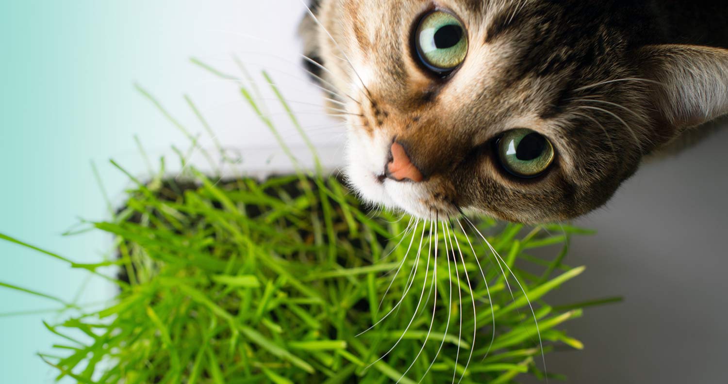 What does catnip do for cats