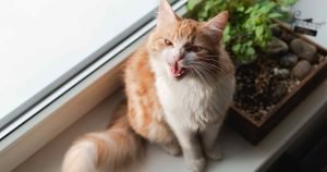 Why Is My Cat Panting? (Do Cats Pant and Should I be Worried?) - We