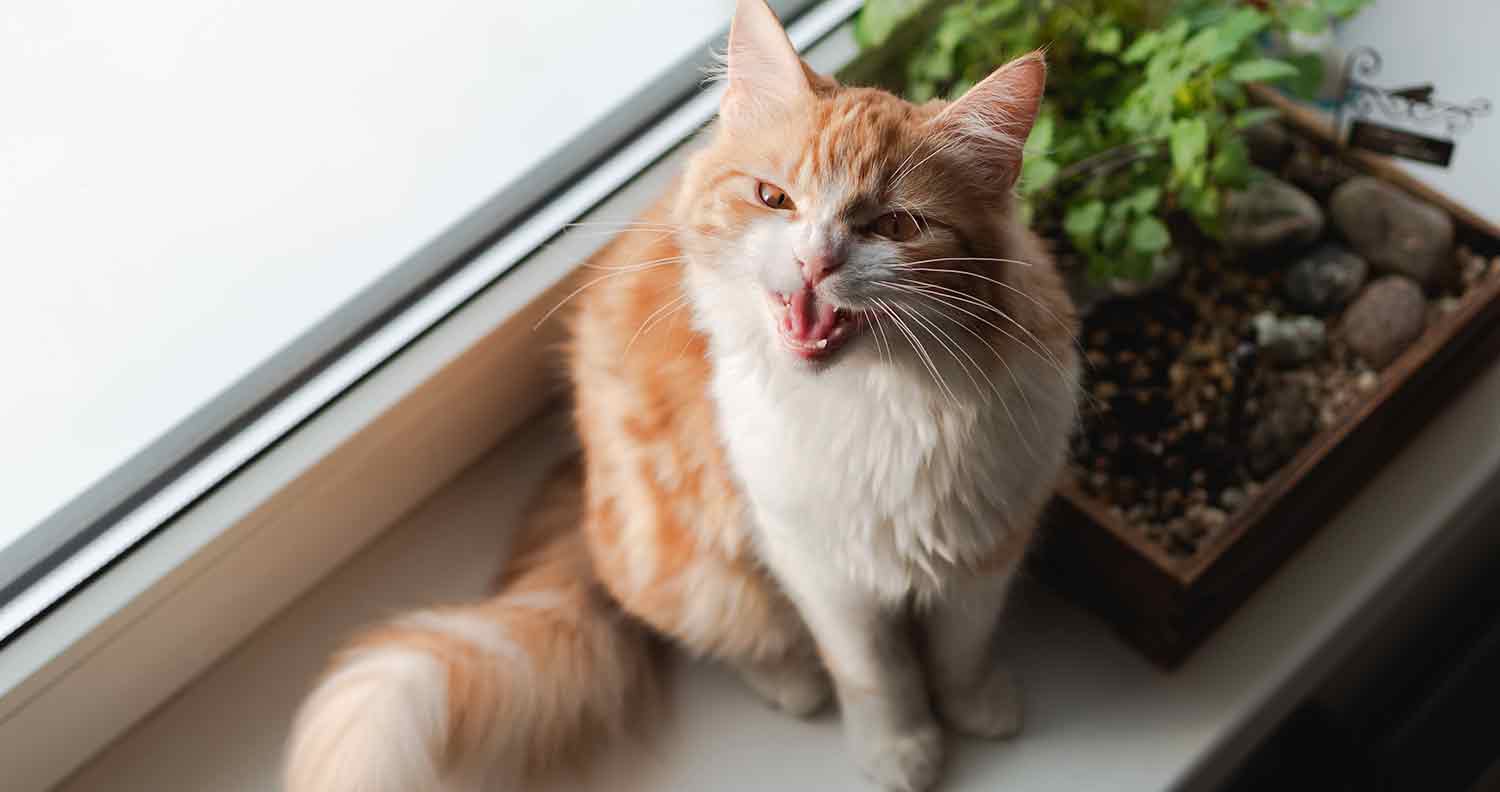 What to Do if Your Cat is Panting Like a Dog
