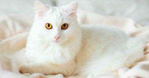 White cat names