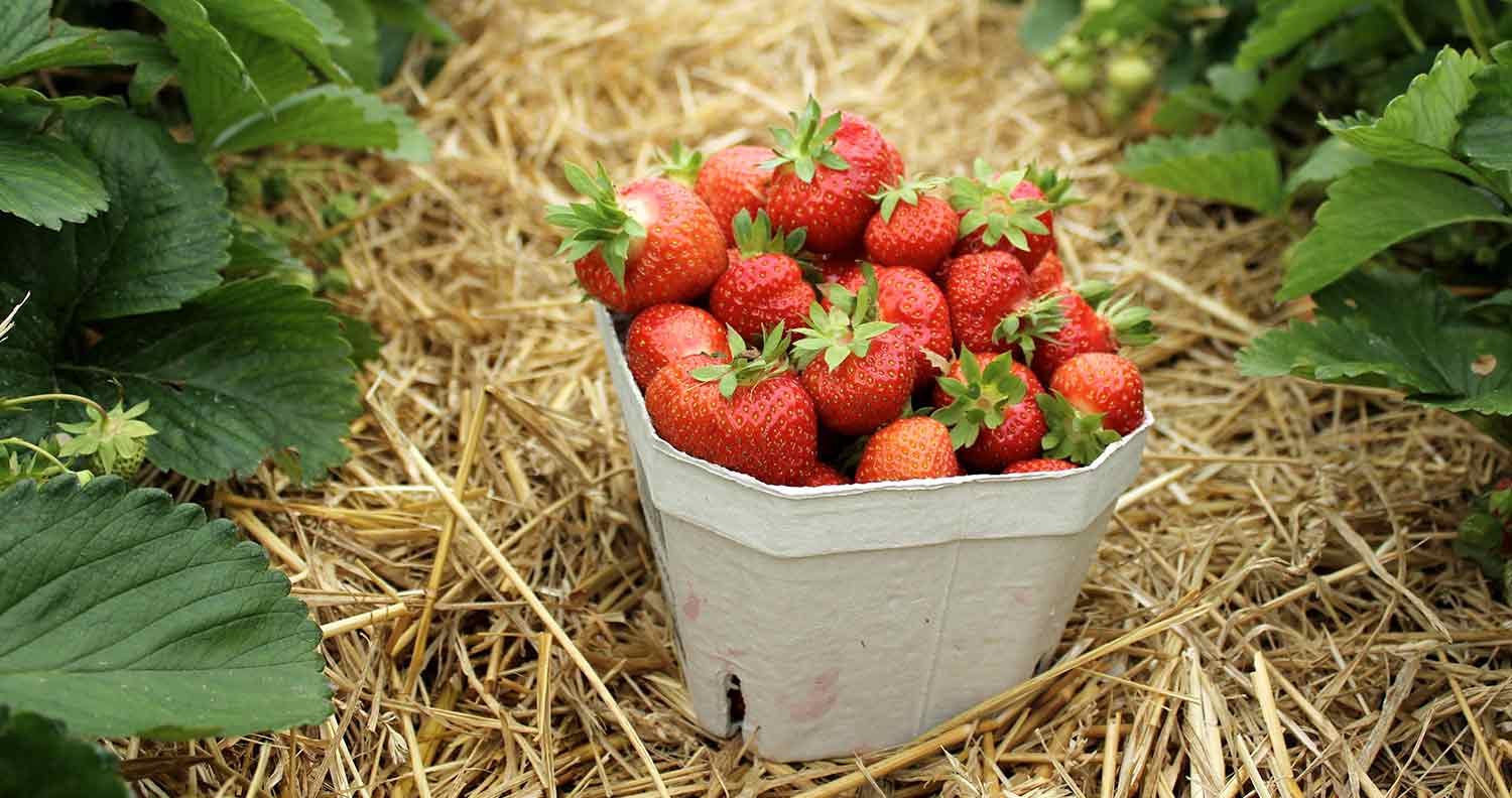 Can Cats Eat Strawberries (Can Cats and Kittens Have Strawberries