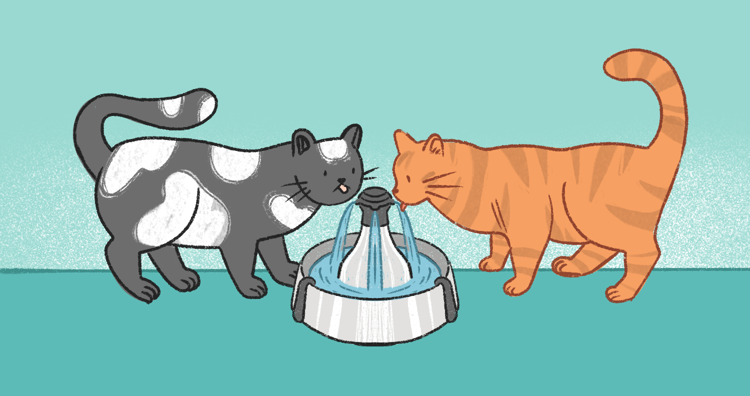 best dry cat foods best dry cat foods