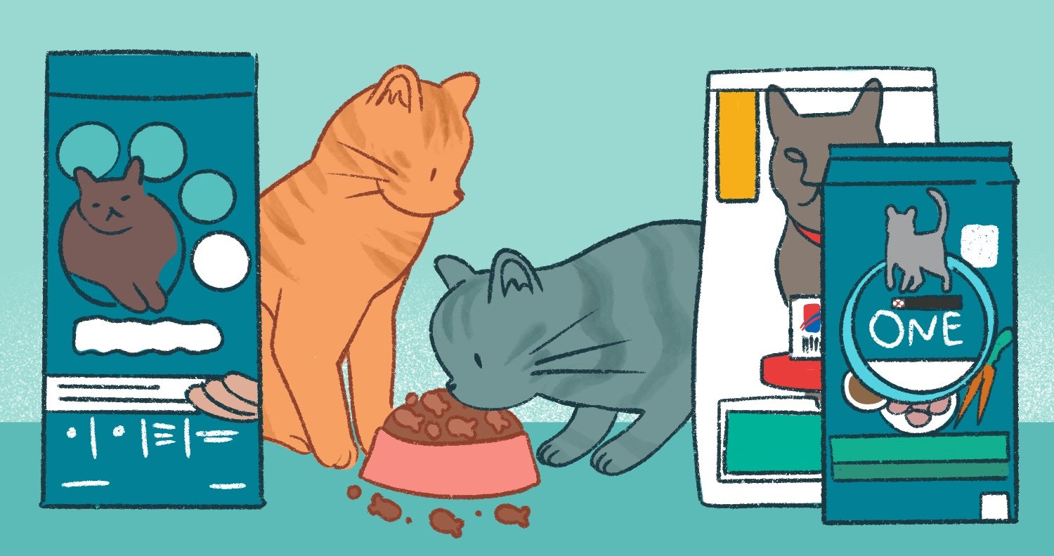 best dry food for cats best dry food for cats