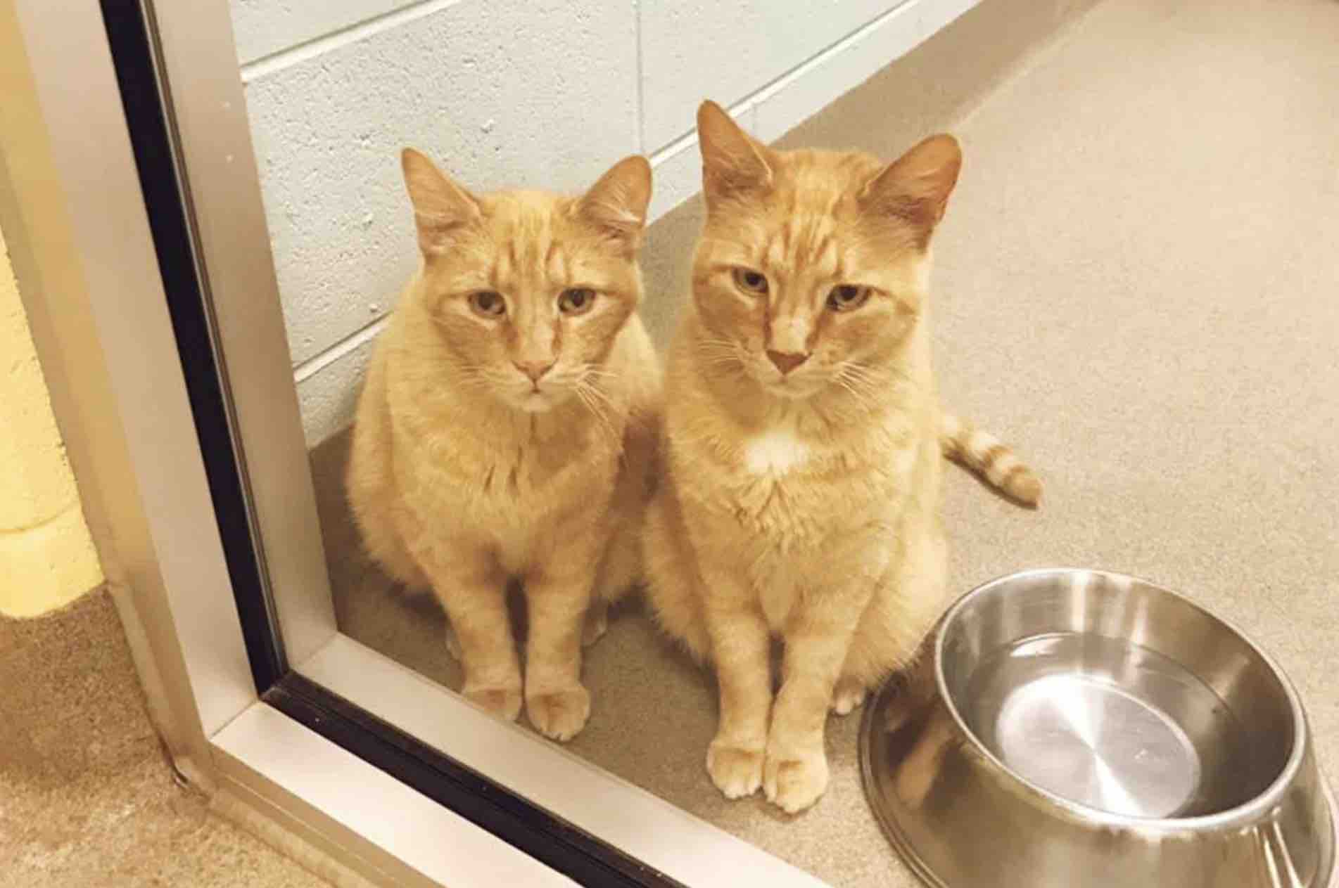 twin ginger brother cats