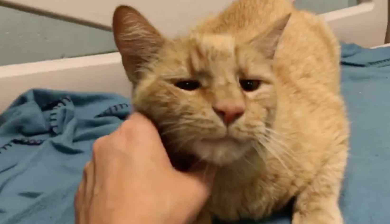 kelso ginger cat scratch