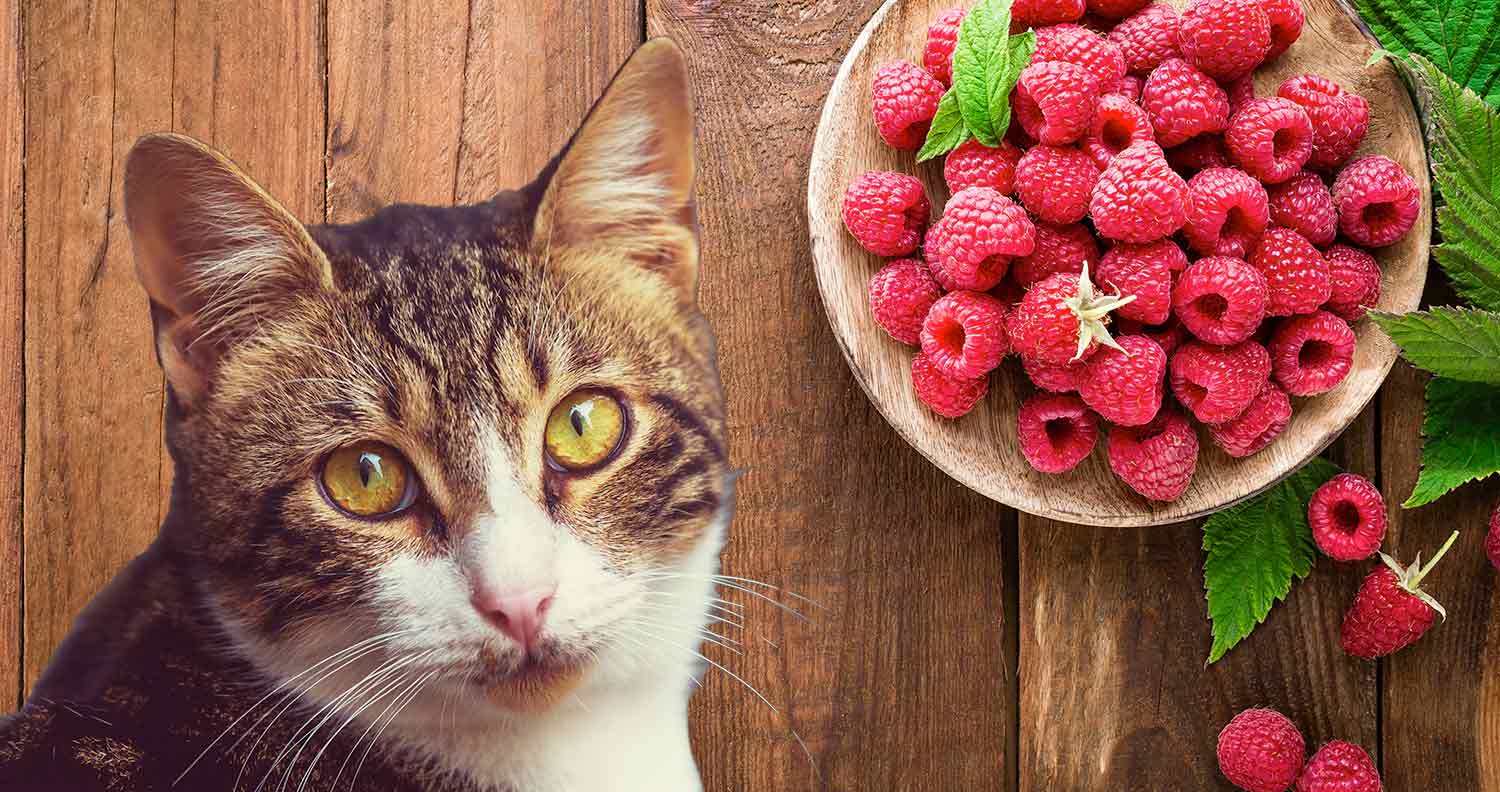 can cats eat raspberries