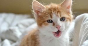 Why Is My Cat Panting? (Do Cats Pant and Should I be Worried?) - We