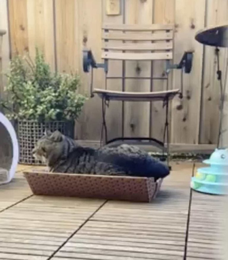 Woman Attracts All the Stray Cats in Her Area After Planting Catnip in