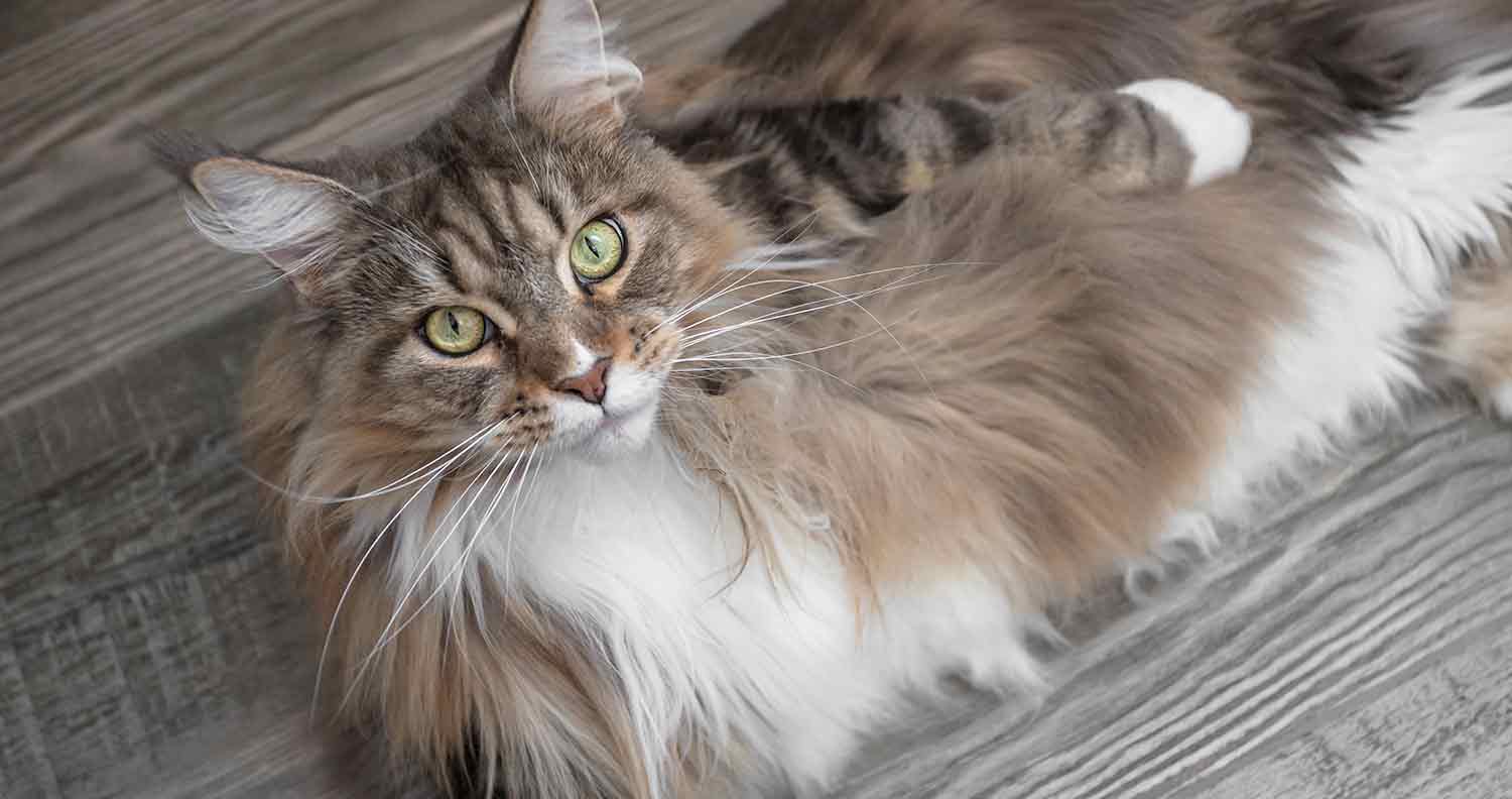 how long do Maine coons live