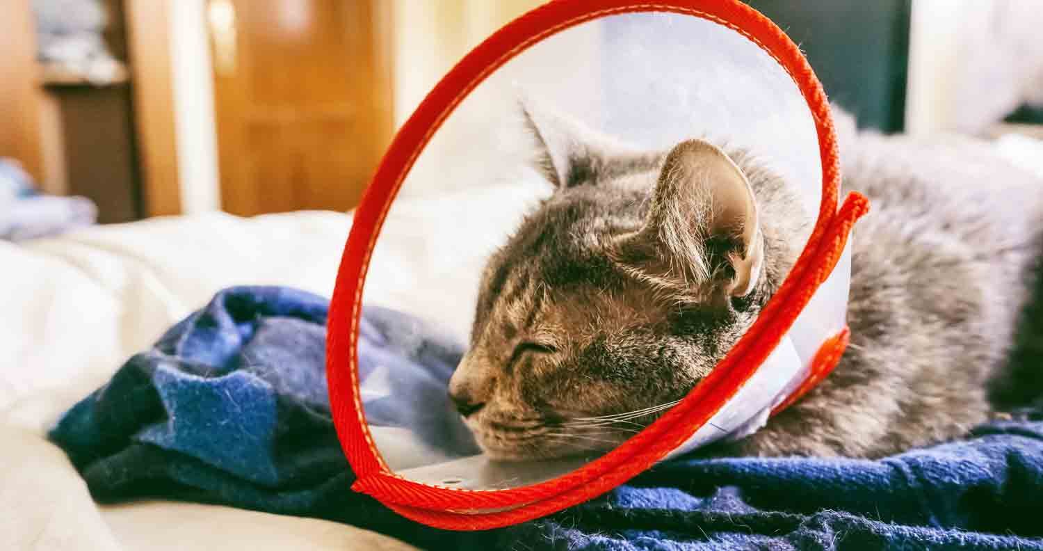 How Do I Stop My Cat Fighting (Why Do Cats Fight?) We Love Cats and