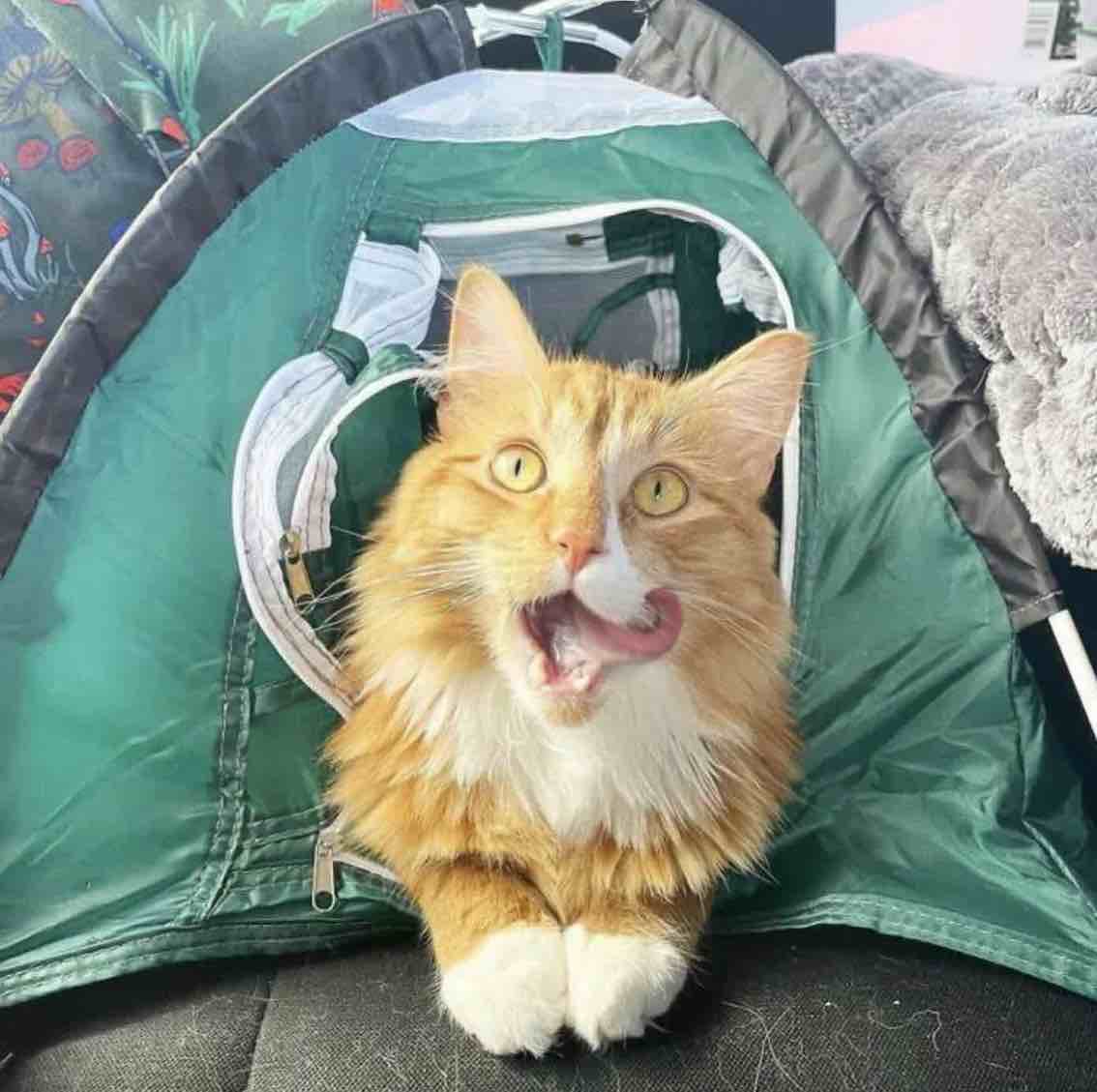 liebchen in cat tent