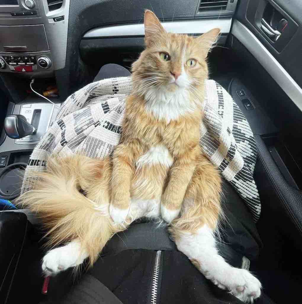 liebchen cat rides in car