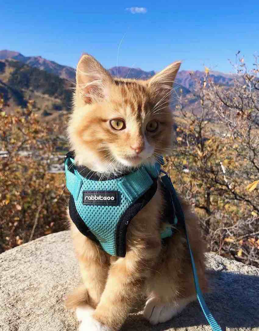liebchen in cat harness
