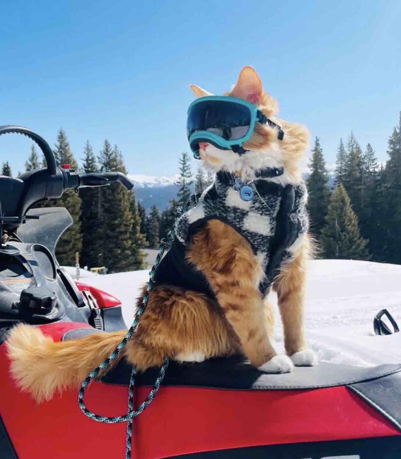 liebchen cat ski goggles