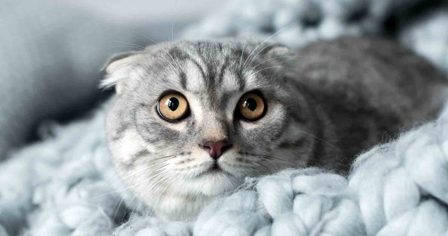 signs of stress in cats
