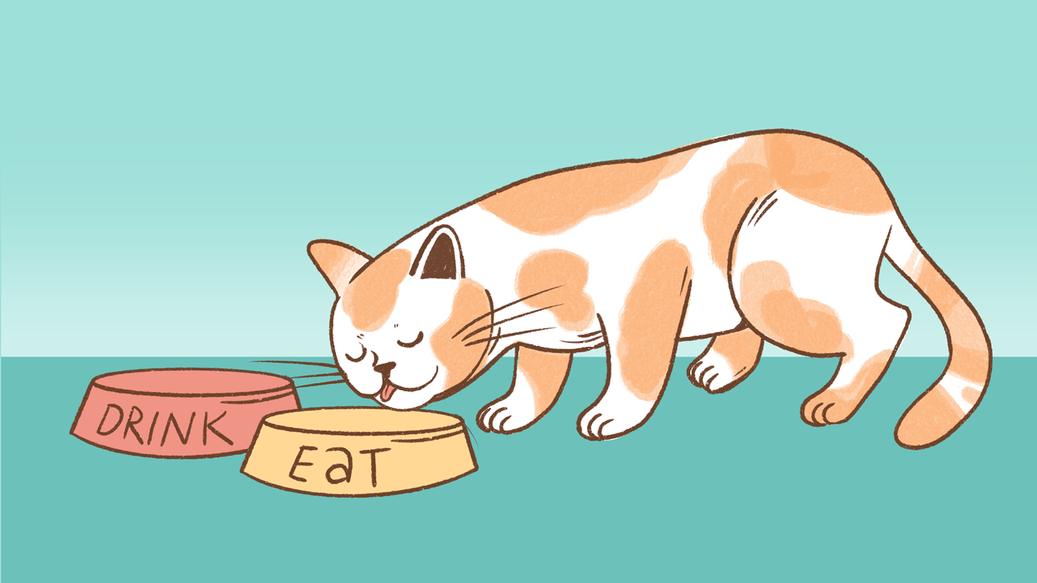 top dry cat food top dry cat food