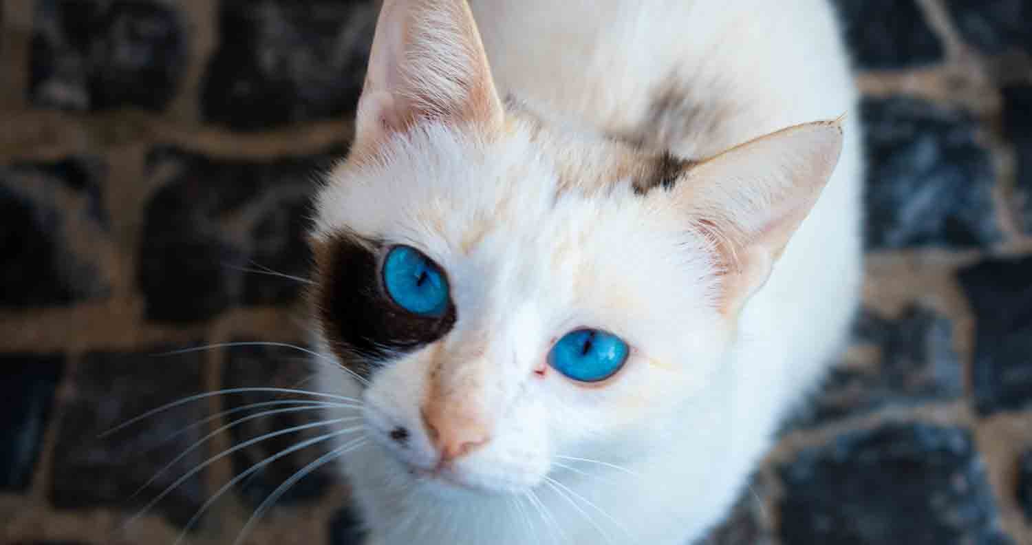 Cats with Blue Eyes 12 Cat Breeds with Blue Eyes We Love Cats and