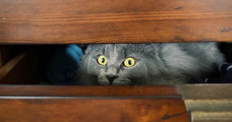 Why Is My Cat Scared All Of A Sudden? (Reasons Why Cats Get Scared and ...