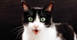 why is my cat panting