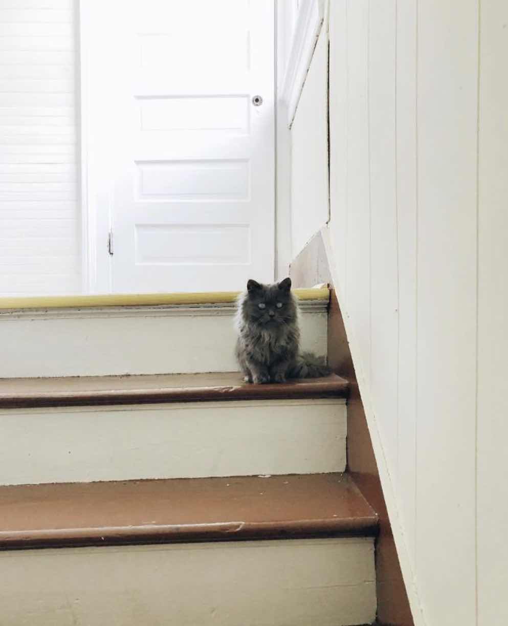 blind kitty on stairs