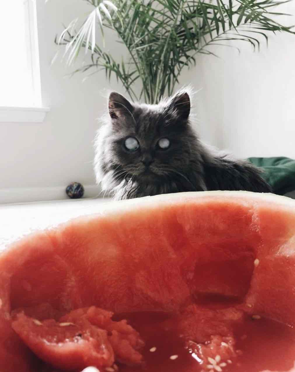 cat and watermelon