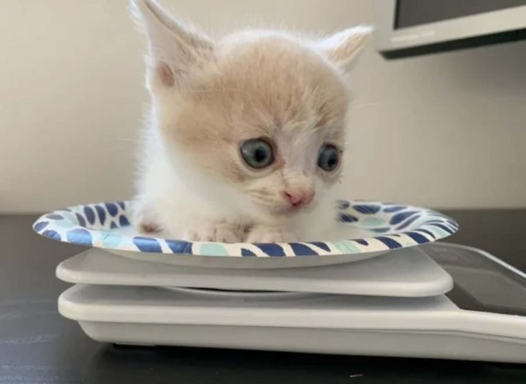 Abandoned Kitten with a Cleft Lip Finds Comfort in a Friendly Cat - We