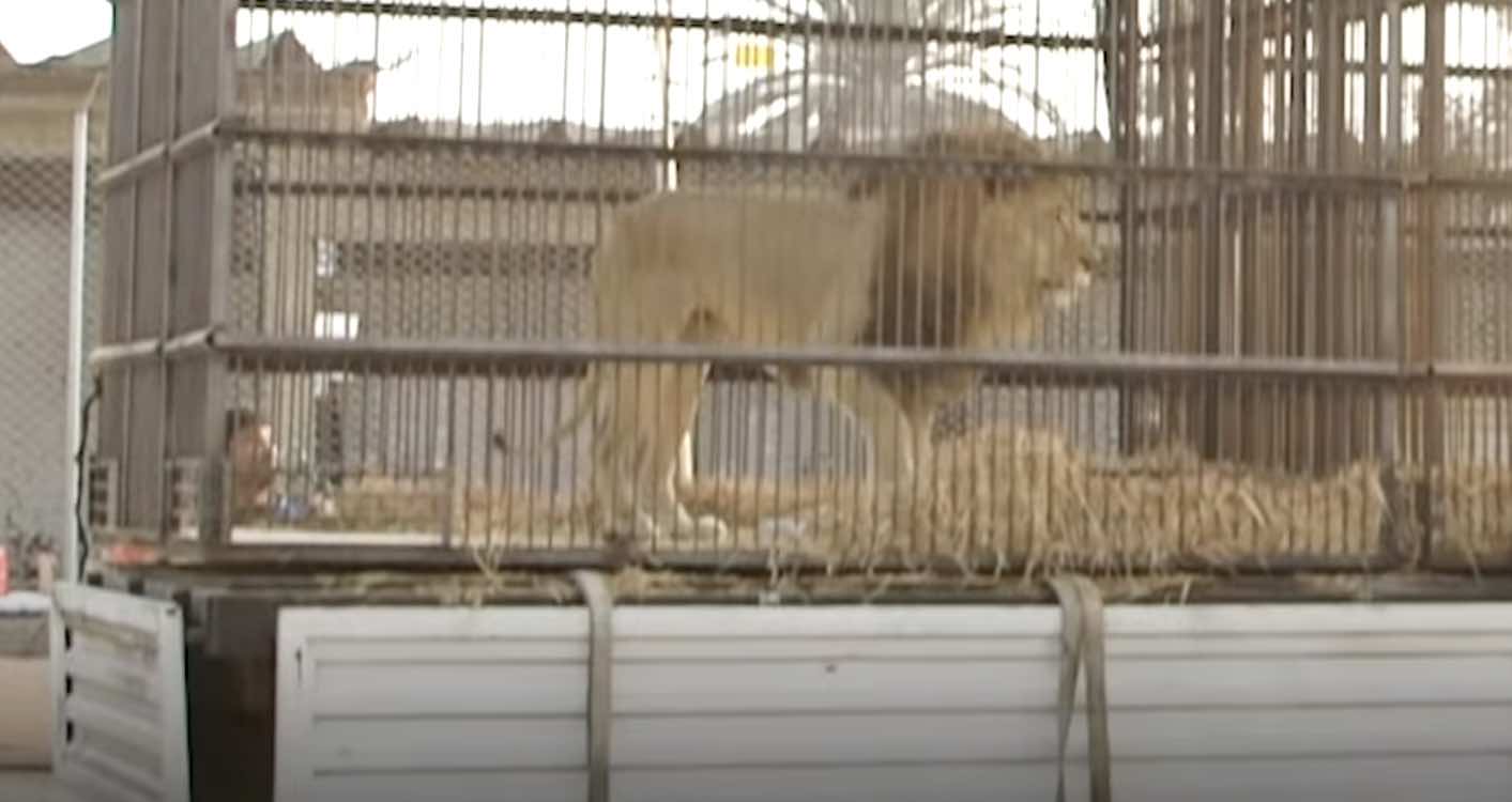 lion in cage