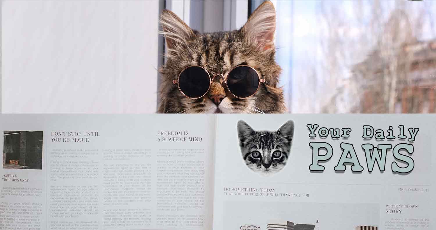Cat Newsletter Example Join Our Cat Lovers Newsletter for Daily Cute Updates
