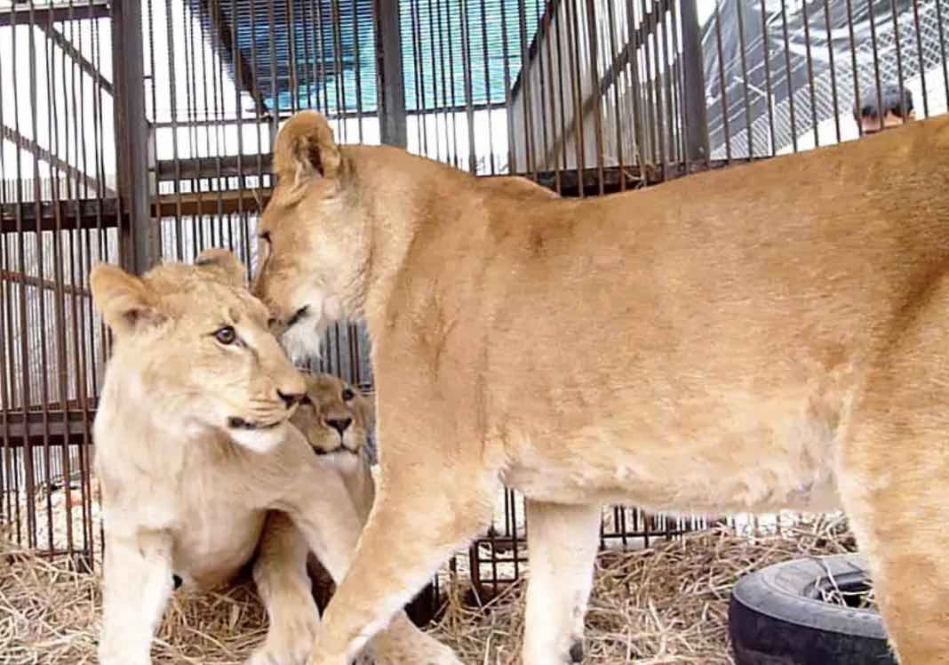 two lions in cage