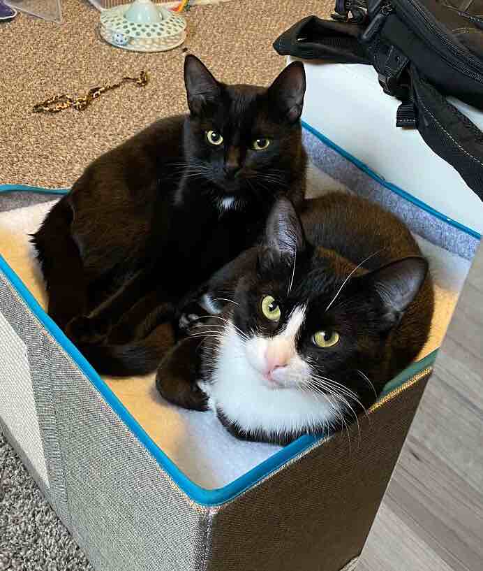 2 cats in box