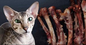 Can cats eat chicken bones