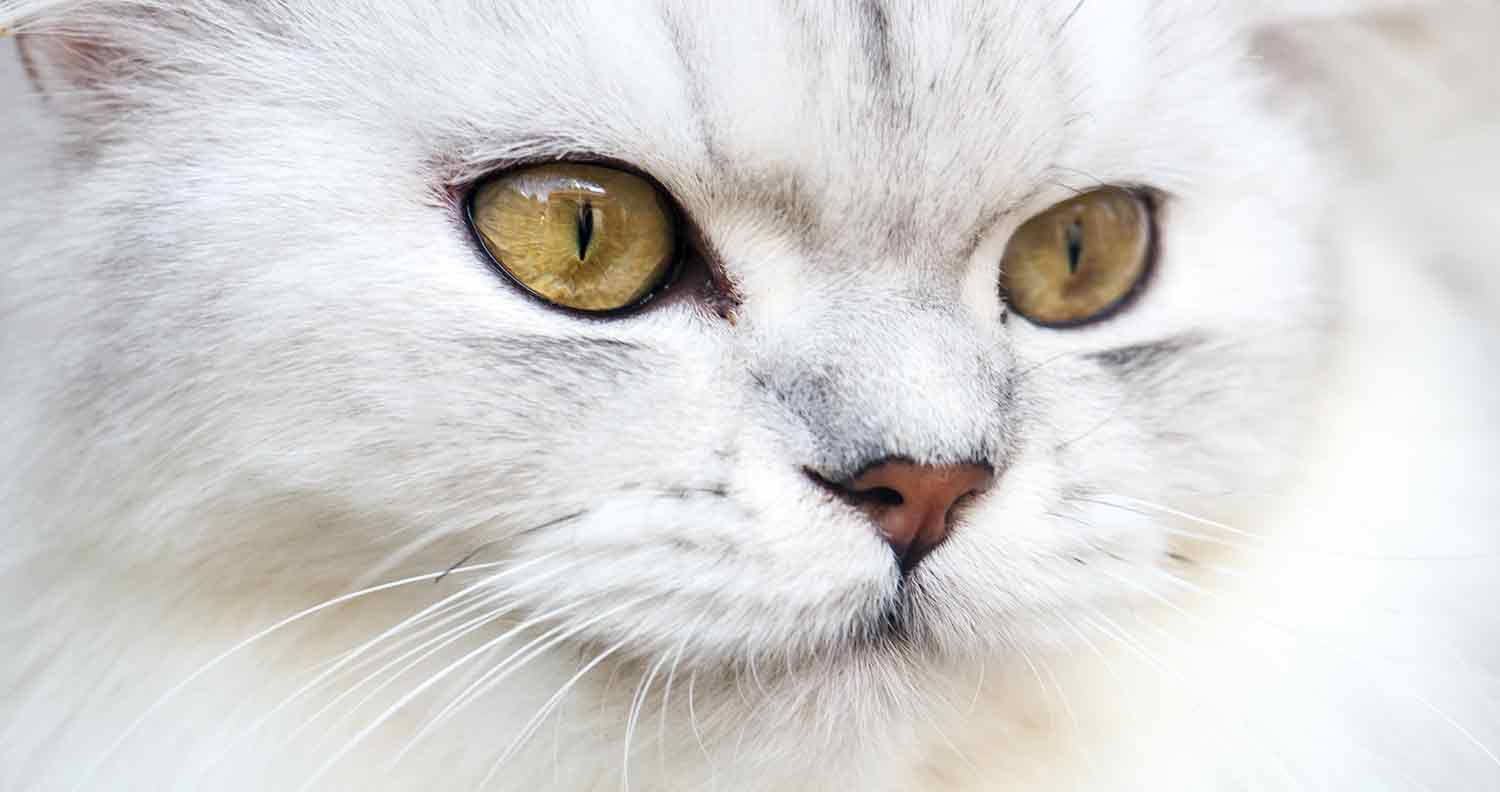 Cats With Flat Faces silver persian