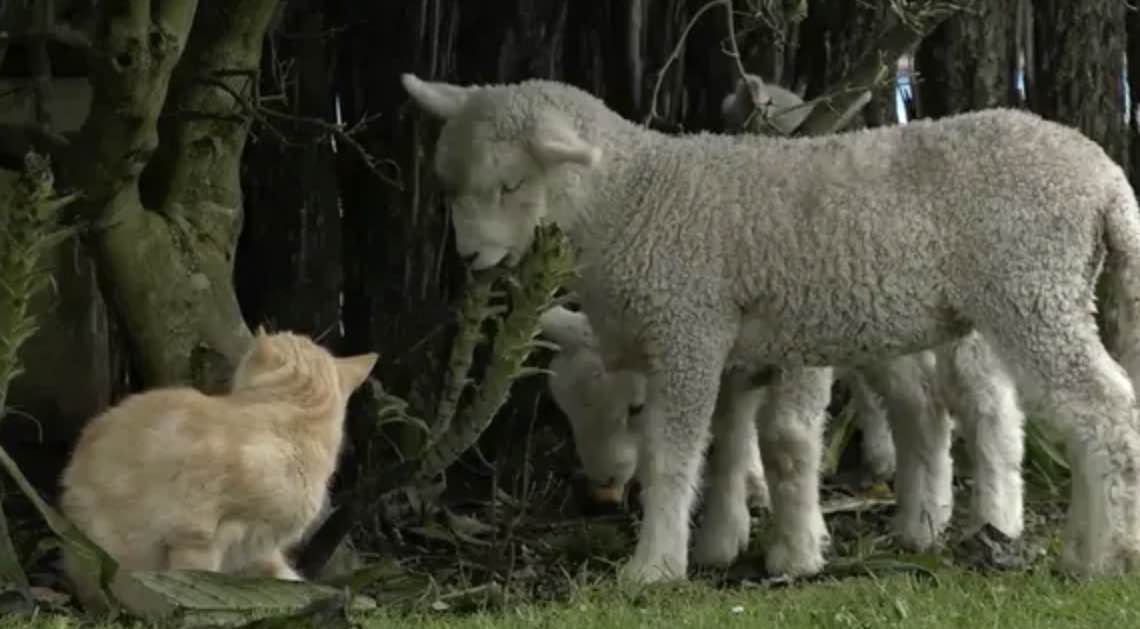 cat and lamb