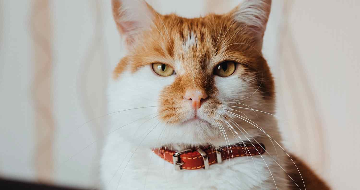 Should Cats Wear Bells on Their Collars? We Love Cats and Kittens