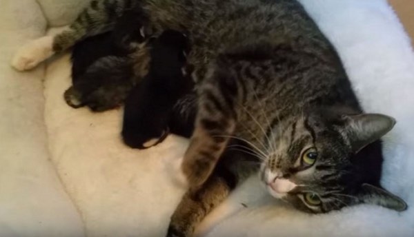 feral cat with kittens