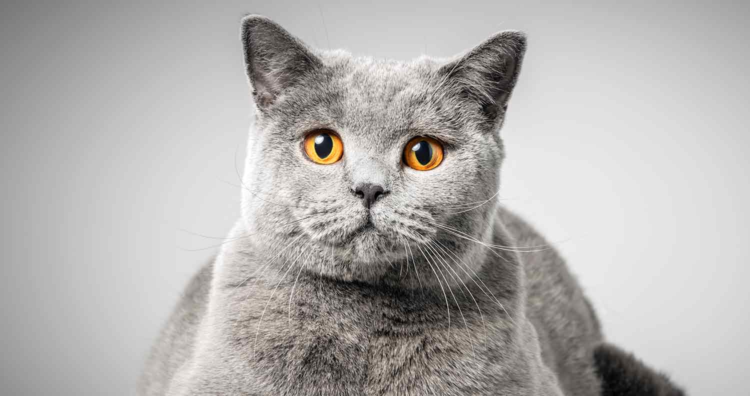 flat face cat breeds British shorthair