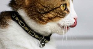 should cats wear bells on their collars