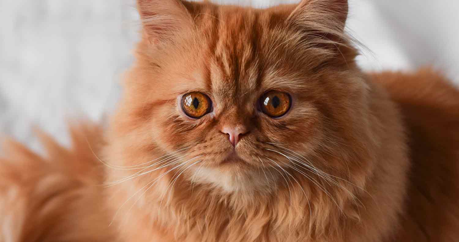 Hermione's Cat From Harry Potter : Crookshanks - We Love Cats and